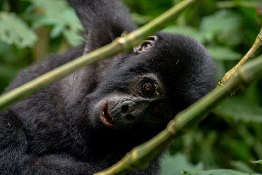 3 Day Fly in Gorilla Habituation Experience Tour