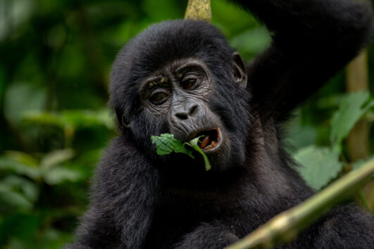 3 Day Uganda Gorilla Trekking Tour Holiday