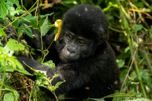 5 Days Uganda Gorillas and Wildlife Safari