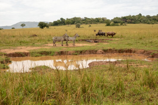 7 Day Uganda Wildlife Safari with White Water Rafting