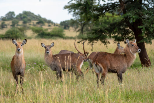 3-Day Lake Mburo National Park Uganda Safari