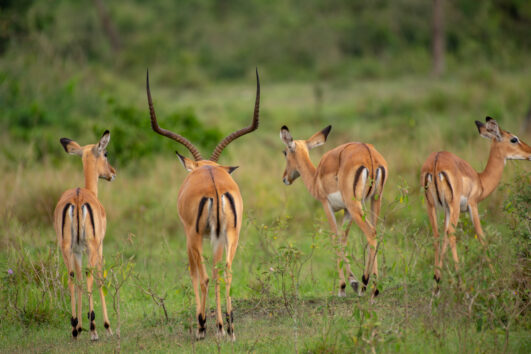 4-Day Gorilla Trekking and Night Safari in Lake Mburo