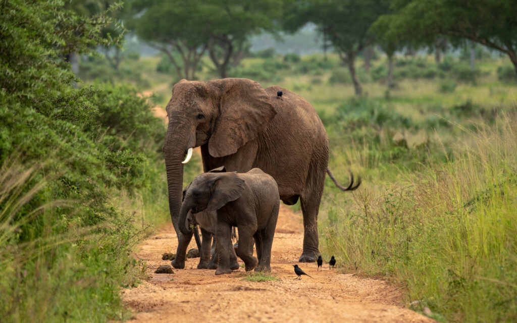 3 Days Murchison falls National Park Uganda Safari