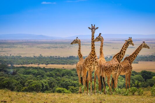 Masai Mara National Reserve Safari