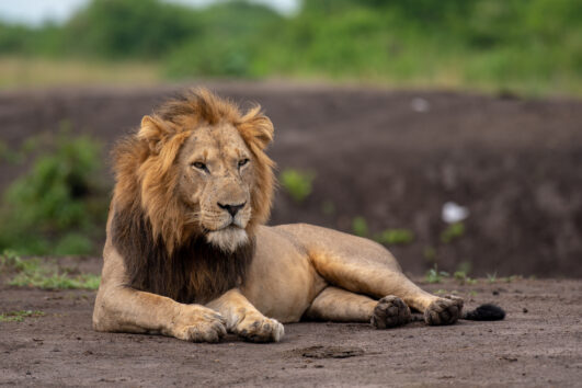 4 Day Gorillas Wildlife Safari with Chimpanzees