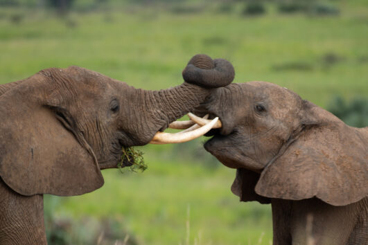 7 Days Best of Uganda Safari Holiday