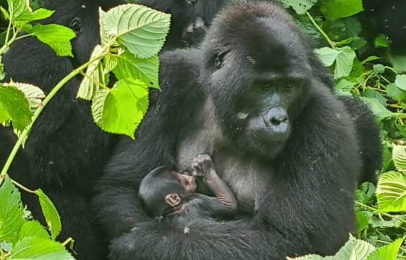 best gorilla safari