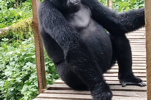 7 Day Wildlife Big 5 Gorillas and Chimpanzees Safari