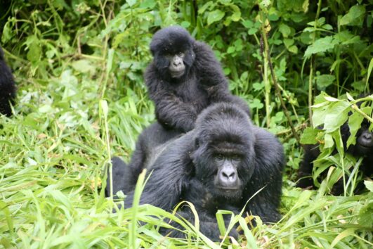 2 Days Uganda Gorilla Trekking Safari starting Kenya