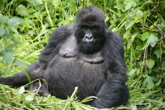 3 Days Uganda Gorilla Trekking Safari starting Nairobi Kenya