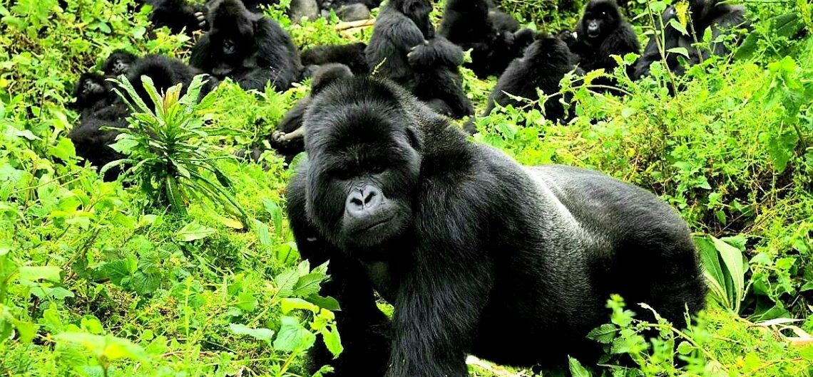 explore uganda gorillas